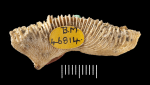 Holotype of Thysanus excentricus Duncan