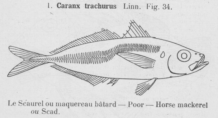 Gilson (1921, fig. 34)