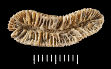 Paratype of Thysanus excentricus Duncan