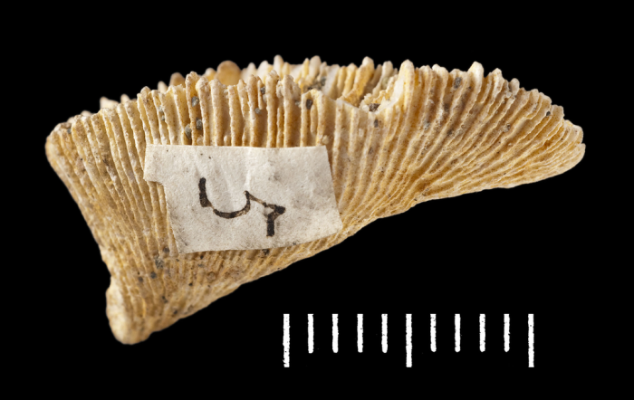 Paratype of Thysanus excentricus Duncan