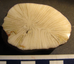 Holotype of Tricycloseris vellatus Gregory