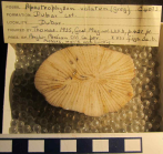 Holotype of Tricycloseris vellatus Gregory