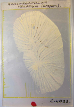 Holotype of Tricycloseris vellatus Gregory