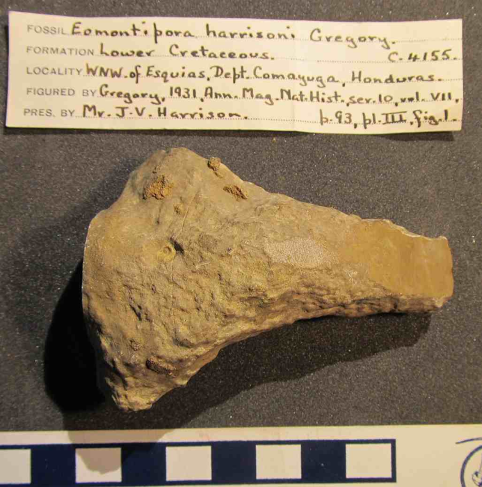 Syntype of Eomontipora harrisoni Gregory