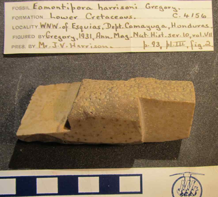 Syntype of Eomontipora harrisoni Gregory Syntype of Eomontipora harrisoni Gregory