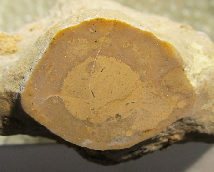 Syntype of Eomontipora harrisoni Gregory Syntype of Eomontipora harrisoni Gregory