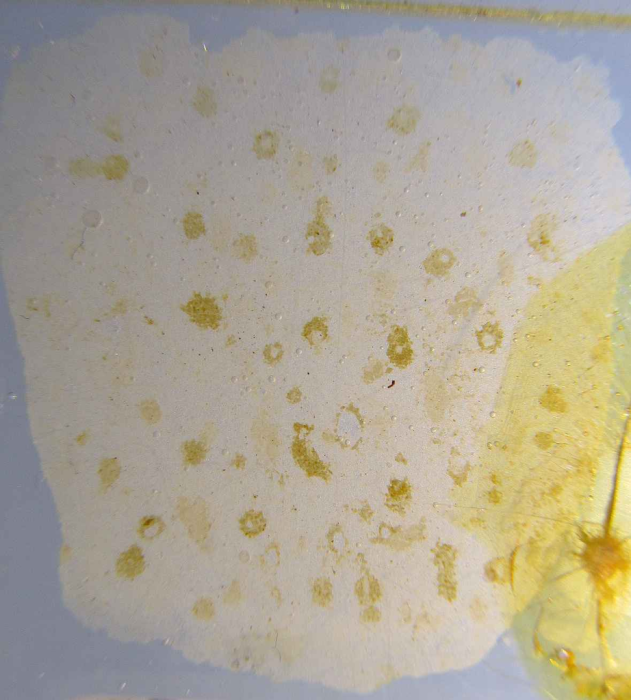 Syntype of Eomontipora harrisoni Gregory Syntype of Eomontipora harrisoni Gregory