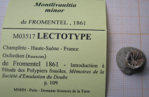 Lectotype of the type species of Palaeomussa