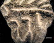 Holotype of Leptoria eocaenica Reuss