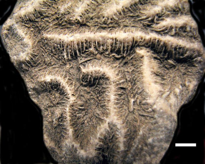 Holotype of Leptoria eocaenica Reuss Holotype of Leptoria eocaenica Reuss