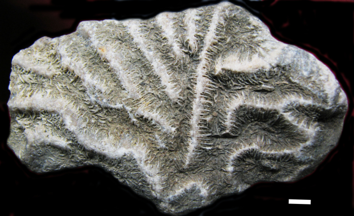 Holotype of Leptoria eocaenica Reuss Holotype of Leptoria eocaenica Reuss