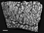 Holotype of Hydnophora rudis Duncan