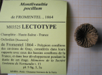 Lectotype of the type species of Palaeophyllia