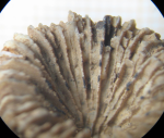 Lectotype of the type species of Palaeophyllia