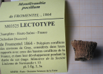 Lectotype of the type species of Palaeophyllia