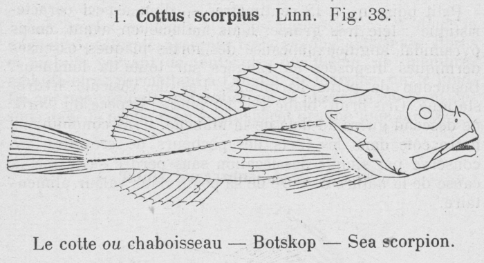 Gilson (1921, fig. 38)