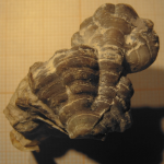 Lectotype of the type species of Paraphyllogyra