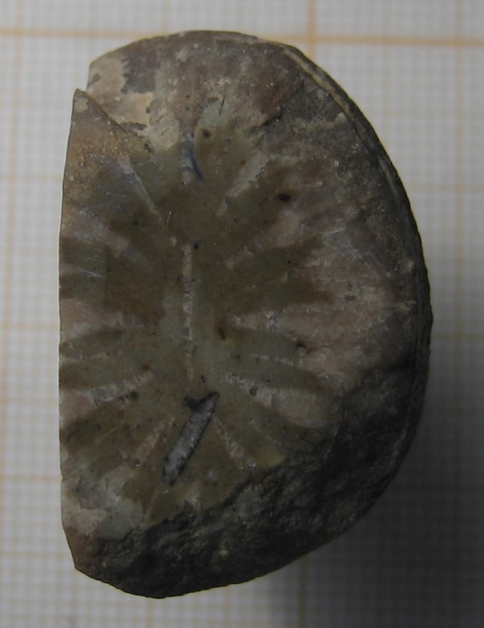 Holotype of Parapleurosmilia inflata the type species of the genus Holotype of Parapleurosmilia inflata the type species of the genus