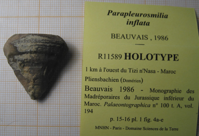 Holotype of Parapleurosmilia inflata the type species of the genus Holotype of Parapleurosmilia inflata the type species of the genus