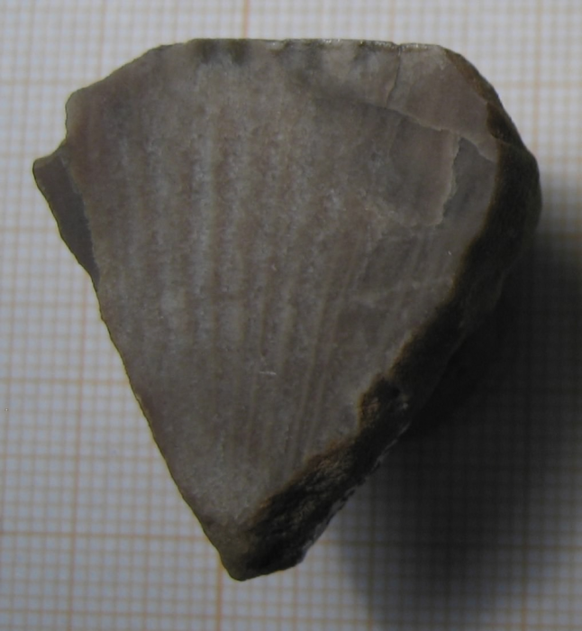 Holotype of Parapleurosmilia inflata the type species of the genus Holotype of Parapleurosmilia inflata the type species of the genus