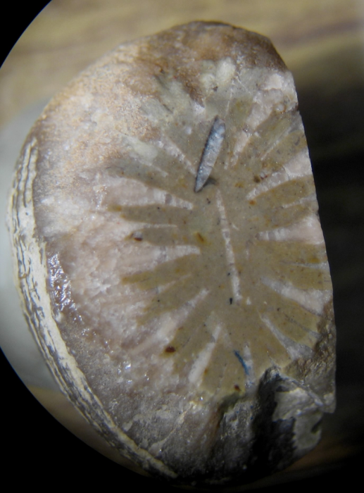 Holotype of Parapleurosmilia inflata the type species of the genus Holotype of Parapleurosmilia inflata the type species of the genus