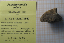 Paratype of Parapleurosmilia inflata the type species of the genus