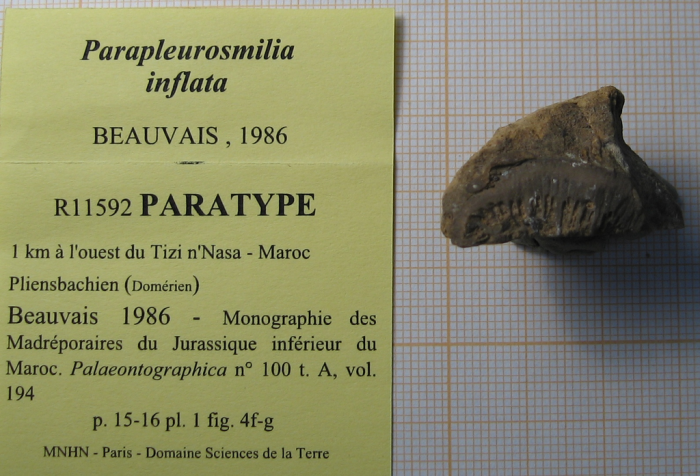 Paratype of Parapleurosmilia inflata the type species of the genus Paratype of Parapleurosmilia inflata the type species of the genus