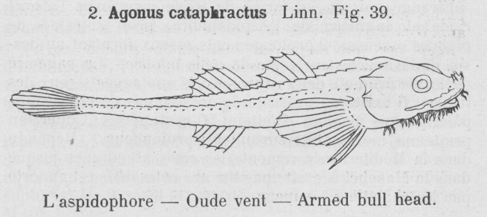 Gilson (1921, fig. 39) Gilson (1921, fig. 39)
