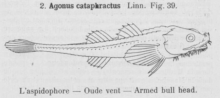 Gilson (1921, fig. 39)