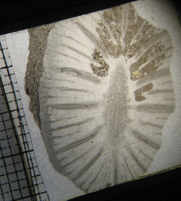 Paratype of Parapleurosmilia inflata the type species of the genus Paratype of Parapleurosmilia inflata the type species of the genus