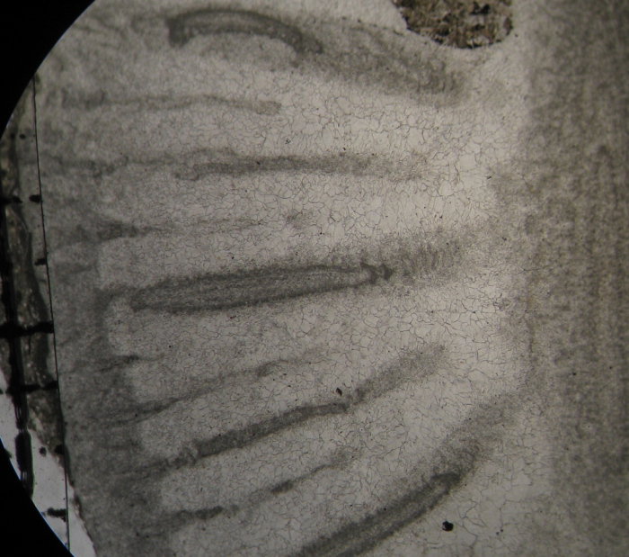 Paratype of Parapleurosmilia inflata the type species of the genus Paratype of Parapleurosmilia inflata the type species of the genus