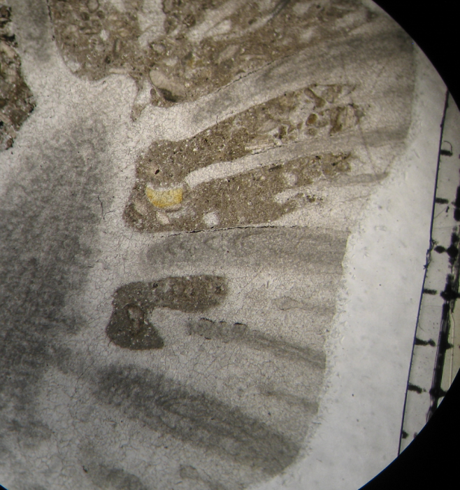 Paratype of Parapleurosmilia inflata the type species of the genus Paratype of Parapleurosmilia inflata the type species of the genus