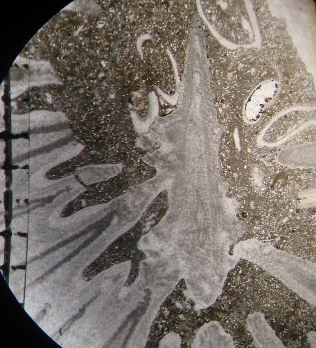 Paratype of Parapleurosmilia inflata the type species of the genus Paratype of Parapleurosmilia inflata the type species of the genus