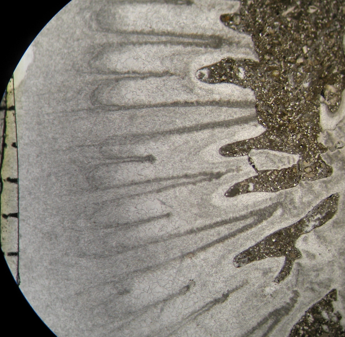 Paratype of Parapleurosmilia inflata the type species of the genus Paratype of Parapleurosmilia inflata the type species of the genus