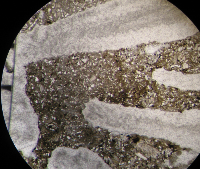 Paratype of Parapleurosmilia inflata the type species of the genus Paratype of Parapleurosmilia inflata the type species of the genus