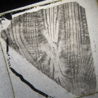 Holotype of Parisastraea collignoni the type species of the genus