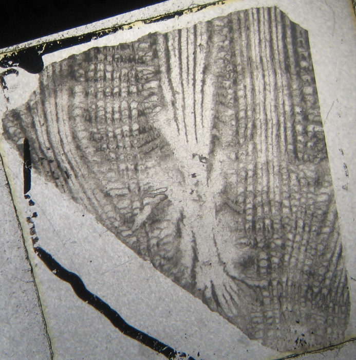 Holotype of Parisastraea collignoni the type species of the genus Holotype of Parisastraea collignoni the type species of the genus