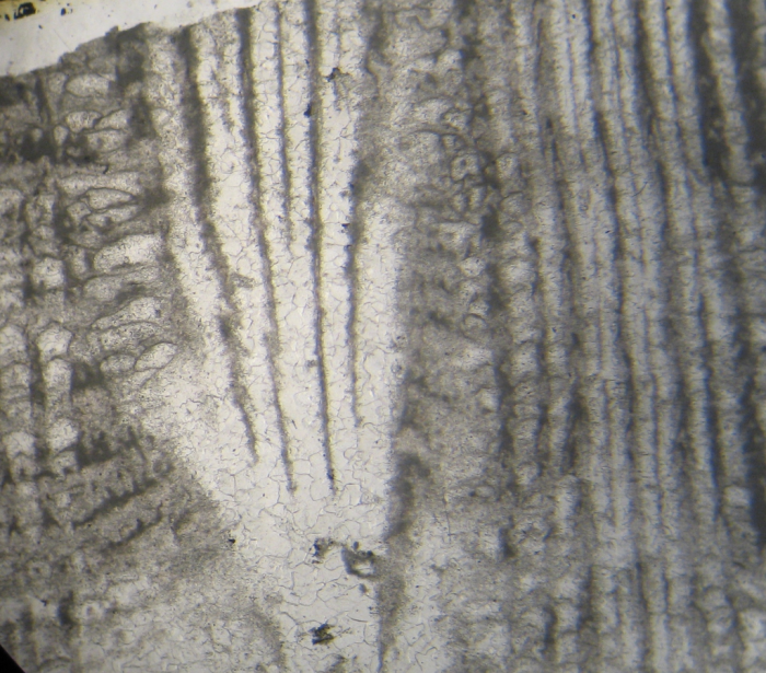 Holotype of Parisastraea collignoni the type species of the genus Holotype of Parisastraea collignoni the type species of the genus