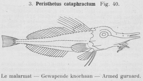 Gilson (1921, fig. 40)