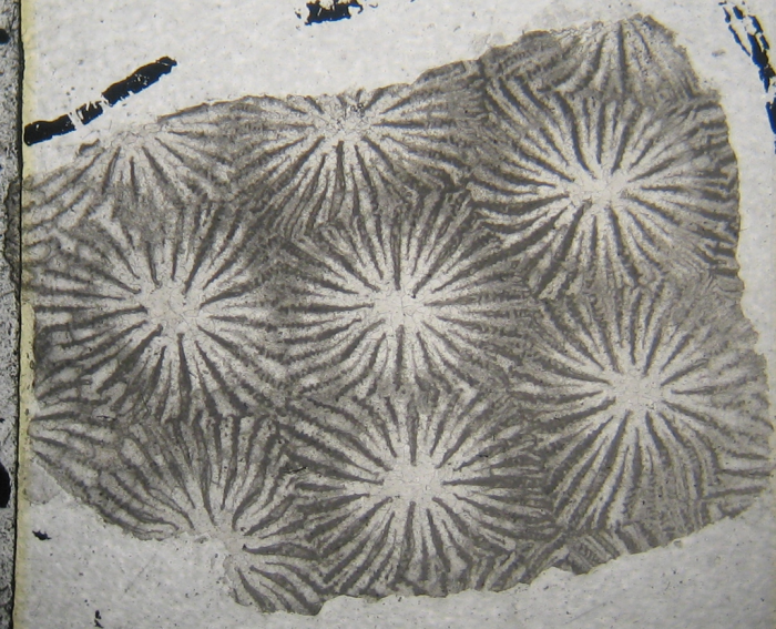 Holotype of Parisastraea collignoni the type species of the genus Holotype of Parisastraea collignoni the type species of the genus