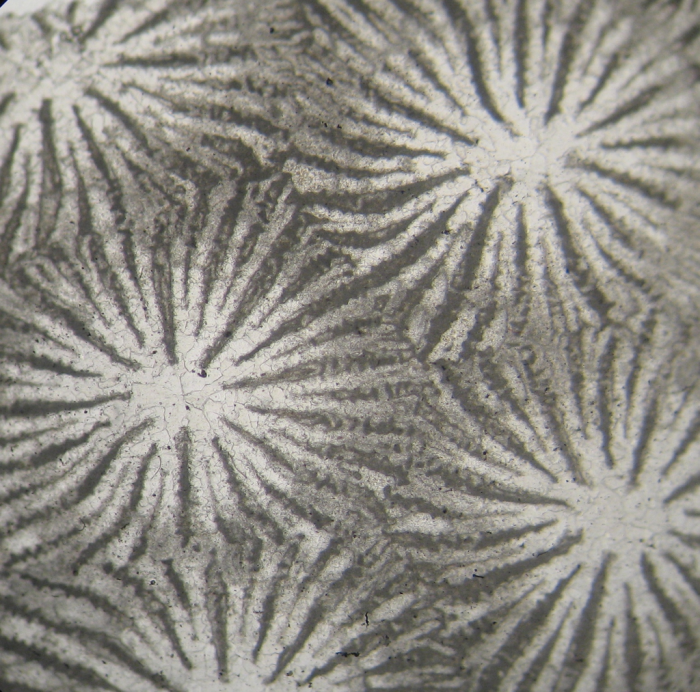 Holotype of Parisastraea collignoni the type species of the genus Holotype of Parisastraea collignoni the type species of the genus