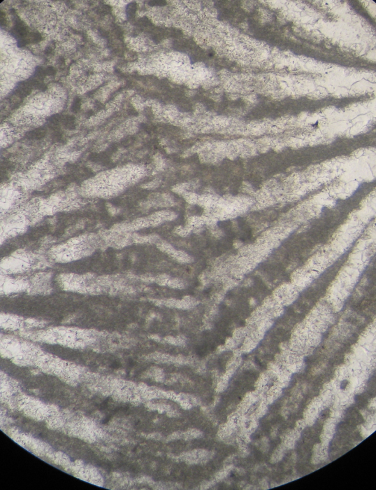Holotype of Parisastraea collignoni the type species of the genus Holotype of Parisastraea collignoni the type species of the genus
