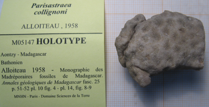 Holotype of Parisastraea collignoni the type species of the genus