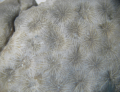 Anthozoa