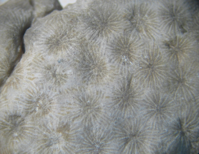 Holotype of Parisastraea collignoni the type species of the genus Holotype of Parisastraea collignoni the type species of the genus