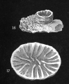 Anthozoa