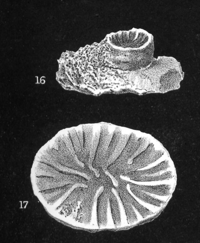 Original Duncan's figure of the type specimen of the type species of Phacelepismilia