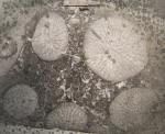 Holotype of Phacelophyllia termieri type species of the genus