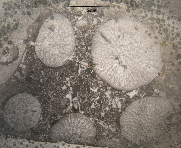 Holotype of Phacelophyllia termieri type species of the genus Holotype of Phacelophyllia termieri type species of the genus