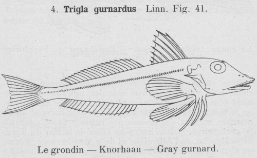 Gilson (1921, fig. 41)